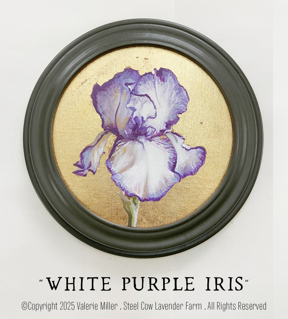 WHITE PURPLE IRIS