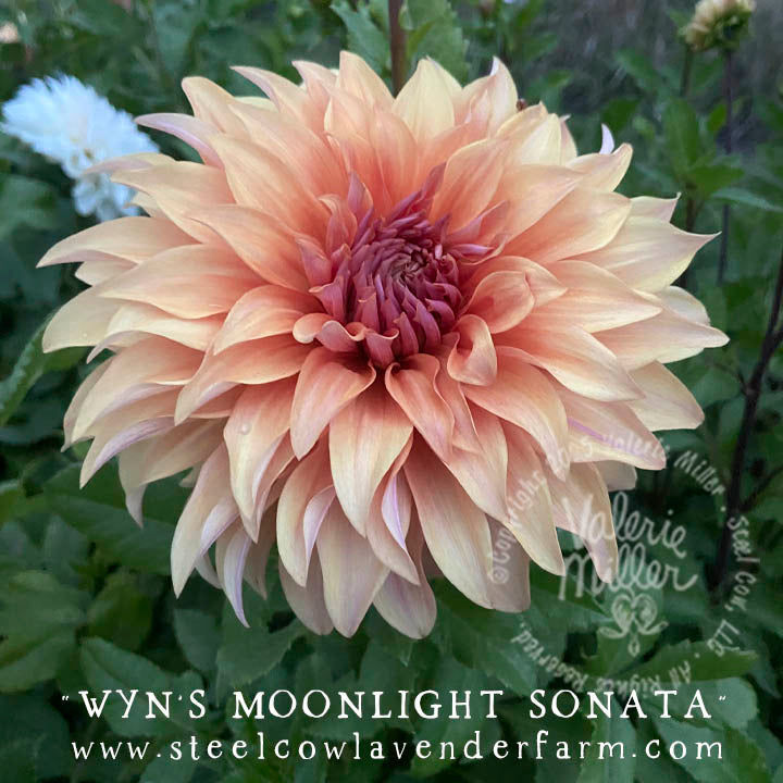 WYN'S MOONLIGHT SONATA DAHLIA TUBER