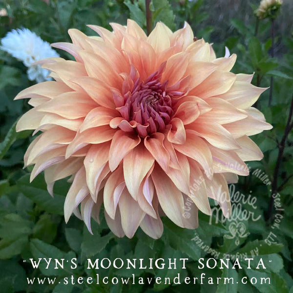 WYNSMOONLIGHTSONATADAHLIATUBER