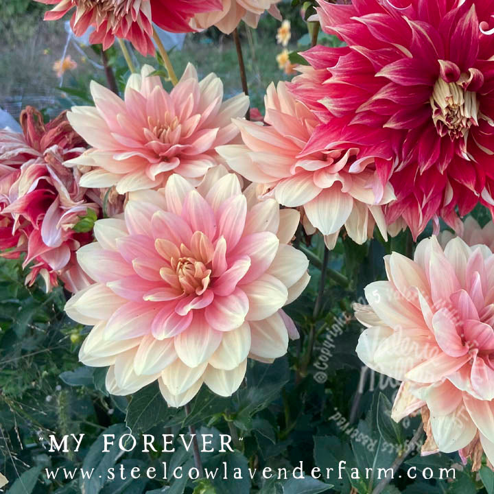 MY FOREVER DAHLIA TUBER
