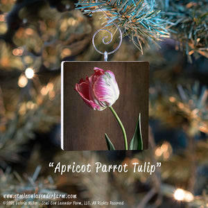 Holiday Ornaments (15 Images Available)
