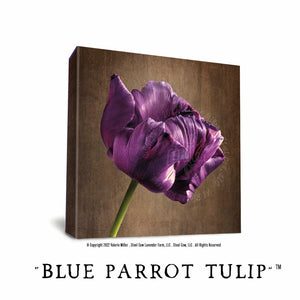 Blue Parrot Tulip