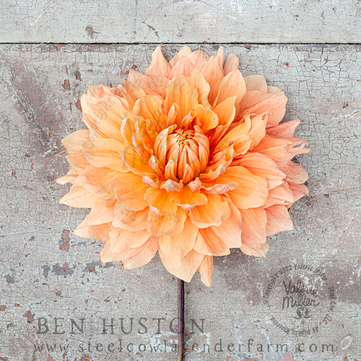 BEN HUSTON DAHLIA TUBER