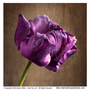 Blue Parrot Tulip