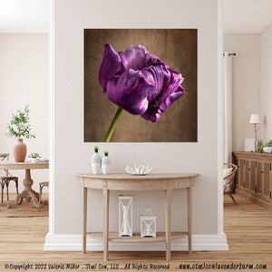 Blue Parrot Tulip
