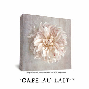 Café Au Lait Dahlia