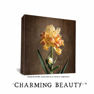 Charming Beauty Tulip