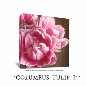 Columbus Tulip Number 3