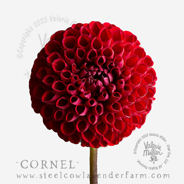 CORNEL DAHLIA TUBER