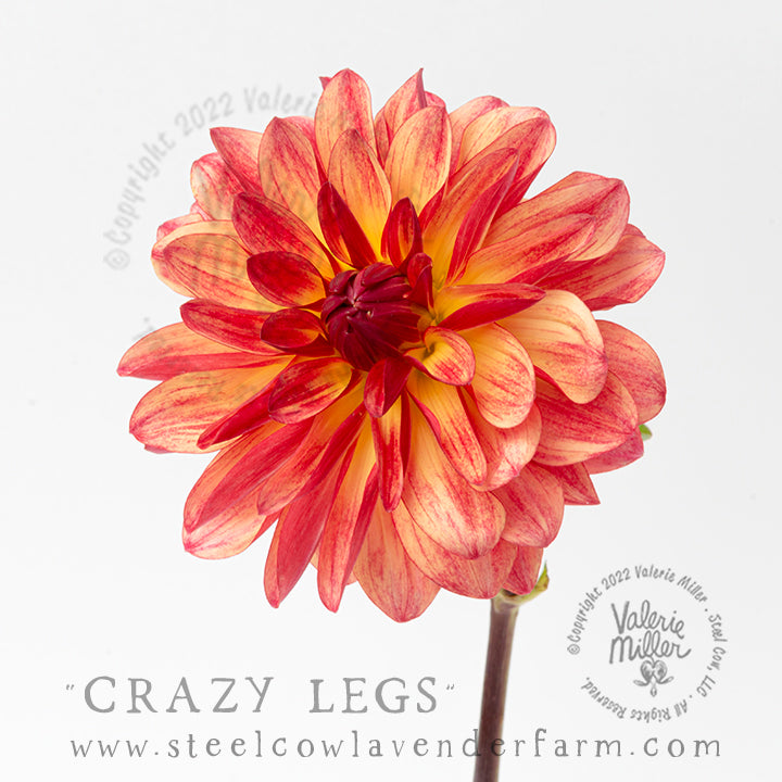 CRAZY LEGS DAHLIA TUBER