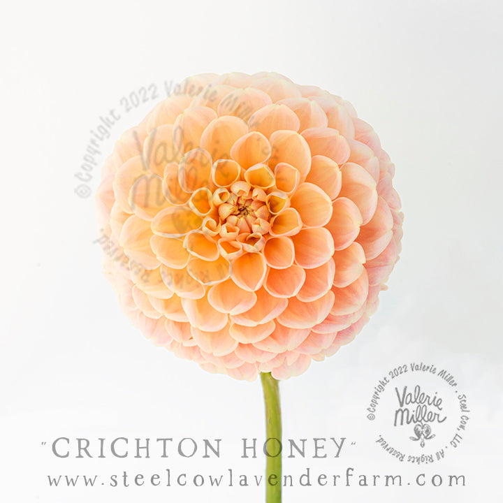 CRICHTON HONEY DAHLIA TUBER