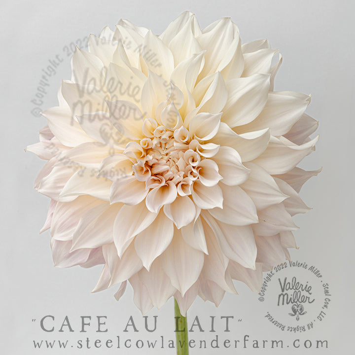 CAFÉ AU LAIT DAHLIA TUBER