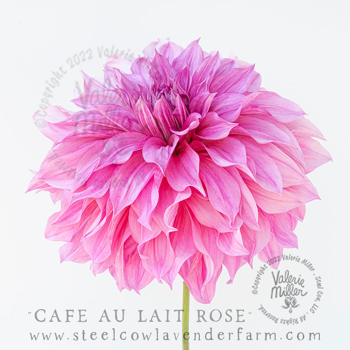 CAFÉ AU LAIT ROSE DAHLIA TUBER