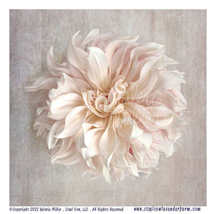 Café Au Lait Dahlia