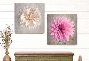 Café Au Lait Dahlia