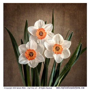 Cheerful Daffodils