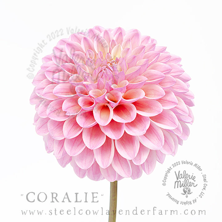 Coralie Dahlia Tuber
