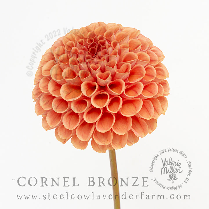 CORNEL BRONZE DAHLIA TUBER