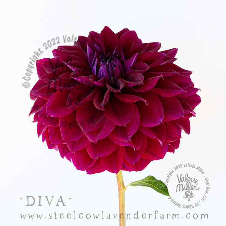 DIVA DAHLIA TUBER