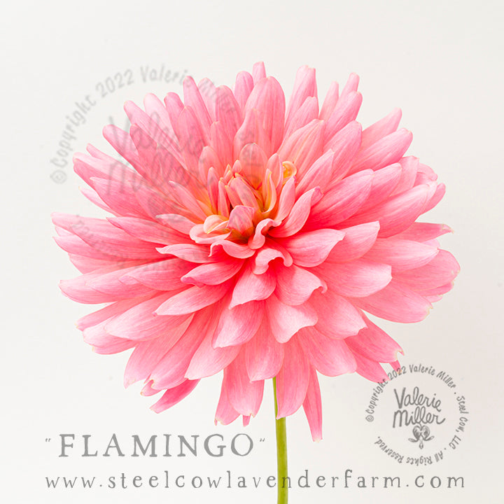 FLAMINGO DAHLIA TUBER