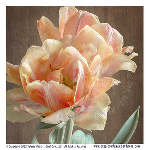 Foxy Foxtrot Tulips