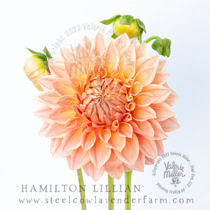 HAMILTON LILLIAN DAHLIA TUBER