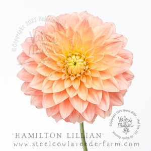 HAMILTON LILLIAN DAHLIA TUBER