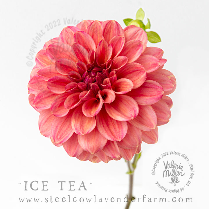 ICE TEA DAHLIA TUBER