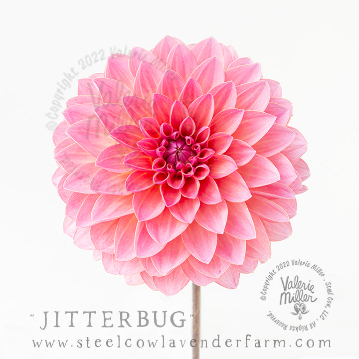 JITTERBUG DAHLIA TUBER