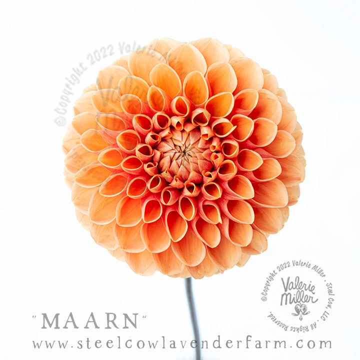MAARN DAHLIA TUBER