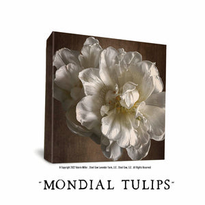 Mondial Tulips