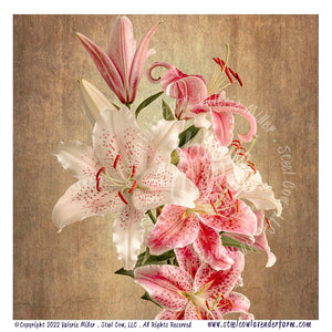 Muscadet and Stargazer Lillies