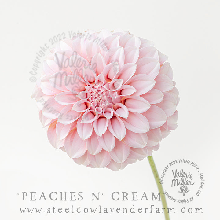 PEACHES N&#39; CREAM DAHLIA TUBER