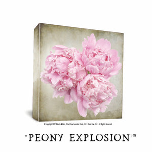 Peony Explosion