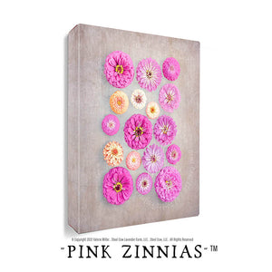 Pink Zinnias