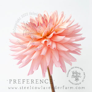 PREFERENCE DAHLIA TUBER