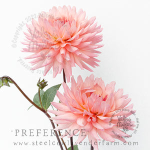 PREFERENCE DAHLIA TUBER