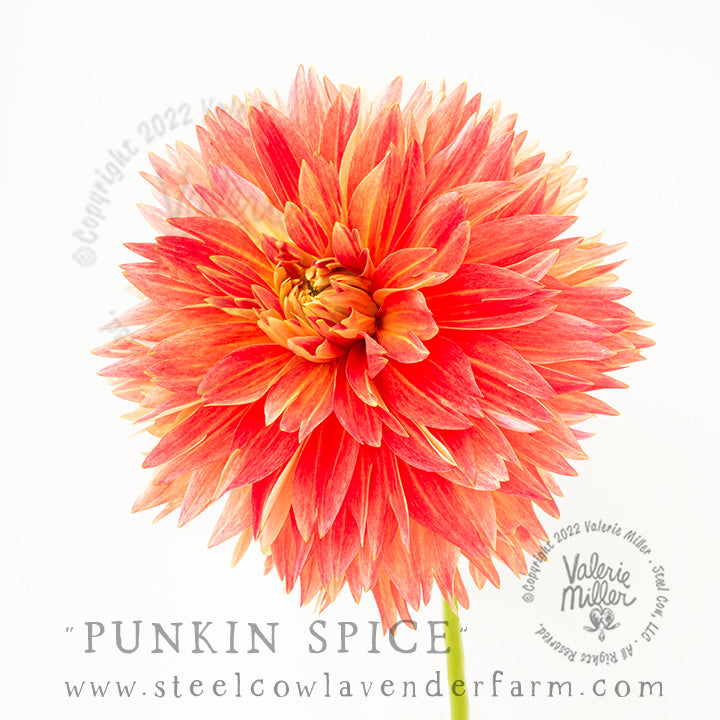 PUNKIN SPICE DAHLIA TUBER