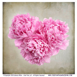 Pink Peony Heart