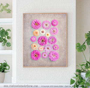 Pink Zinnias