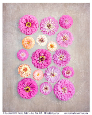 Pink Zinnias