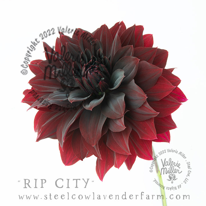 RIP CITY DAHLIA TUBER