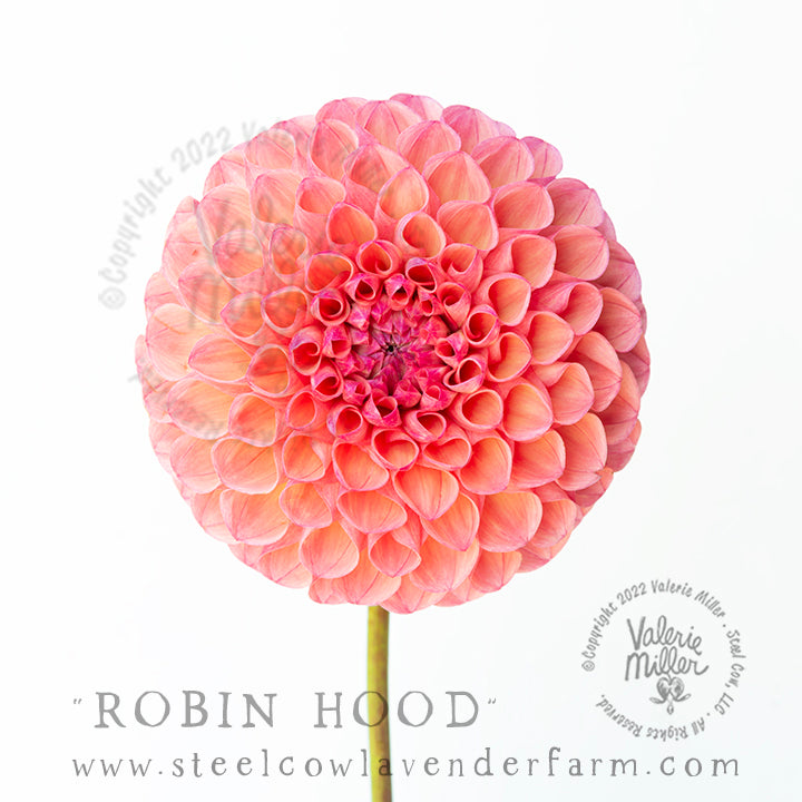 ROBIN HOOD DAHLIA TUBER