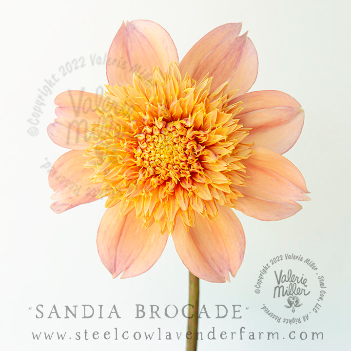 SANDIA BROCADE DAHLIA TUBER