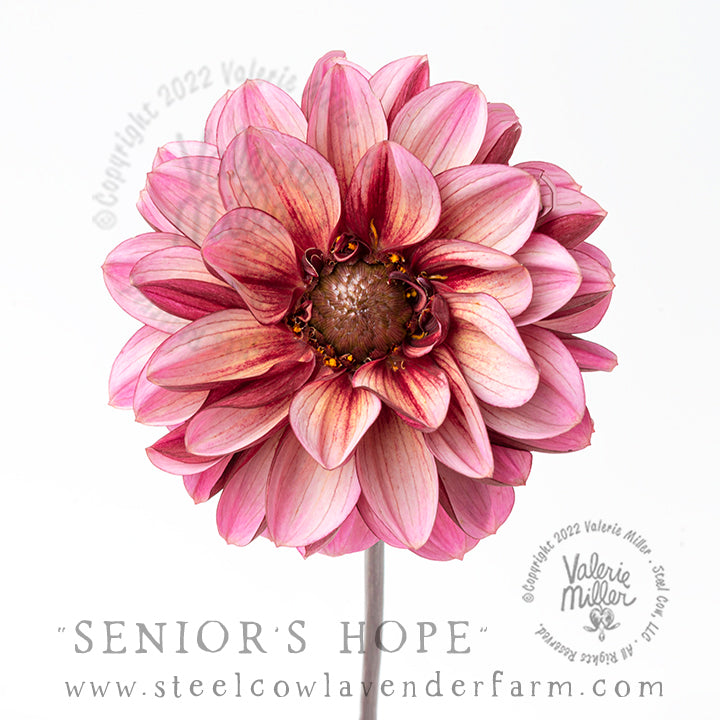 SENIOR&#39;S HOPE DAHLIA TUBER