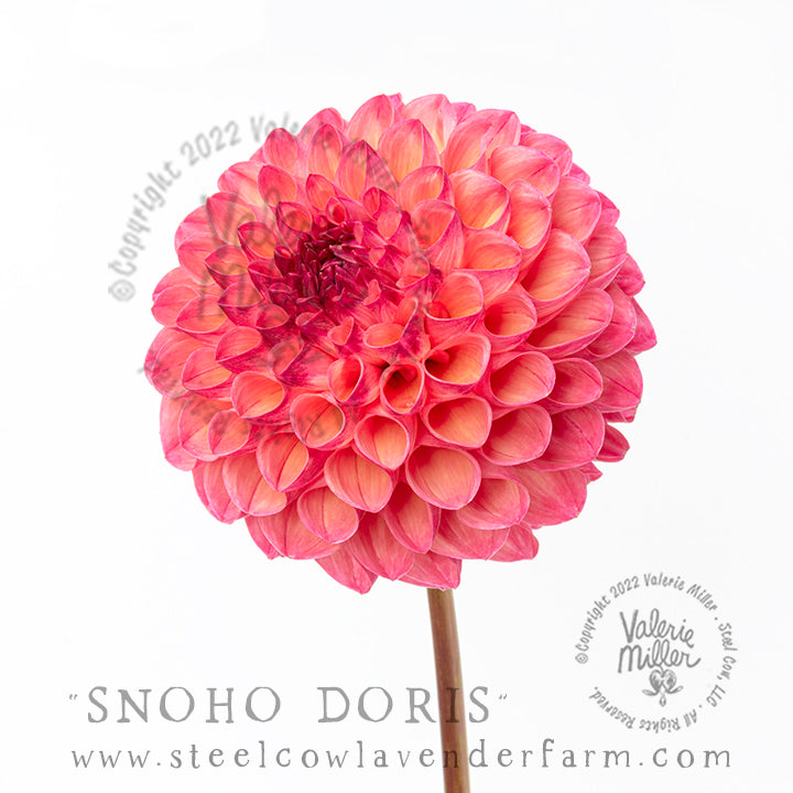 SNOHO DORIS DAHLIA TUBER