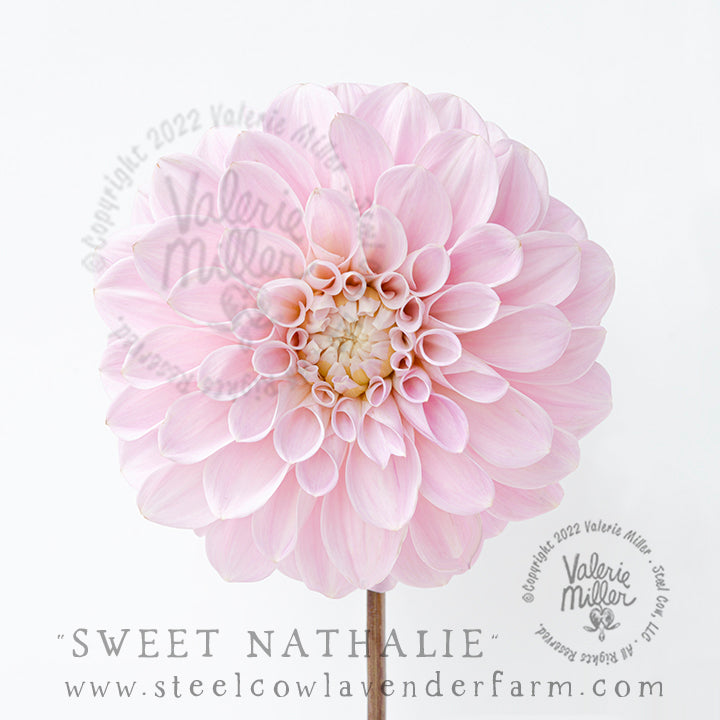 SWEET NATHALIE DAHLIA TUBER