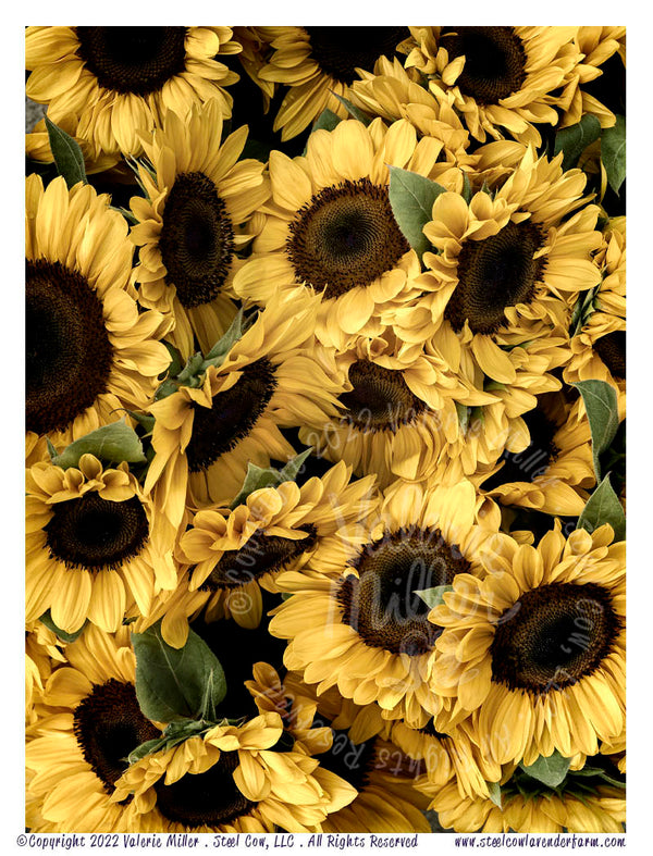 Pattern with sunflowers and skull Stock Illustration by KaterinaSkorik  162748892