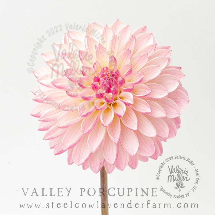 VALLEY PORCUPINE DAHLIA TUBER