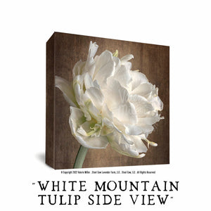 White Mountain Tulip Side View